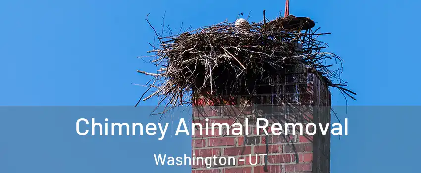  Chimney Animal Removal Washington - UT