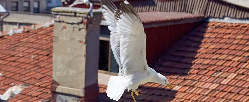 Residential Chimney Animal Removal Solution in Washington, UT