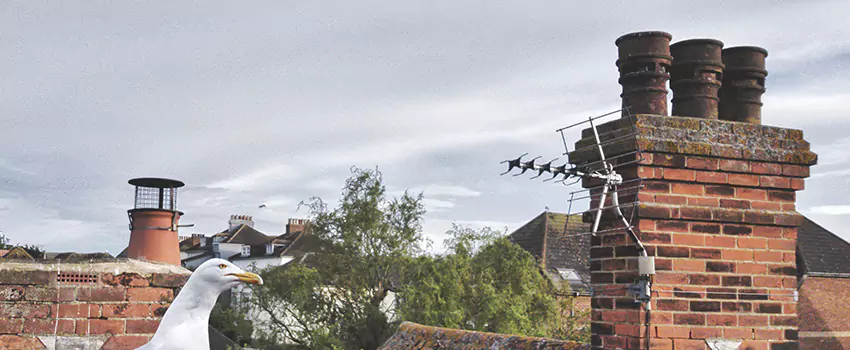 Chimney Cleaning And Restoration in Washington, Utah